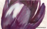 Decko Flor Decko Mora 25x40