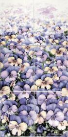 FIORI DS Fiori Viola 25x33,3 PBx6