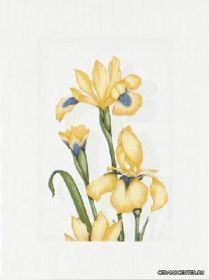 SUKCES ����� DS Iris Senape 25x33,3 ��